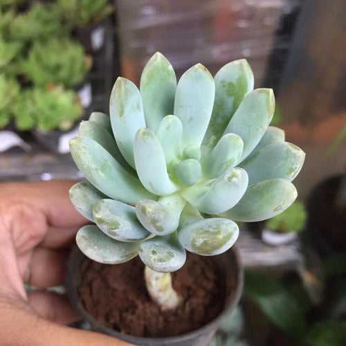 succulent