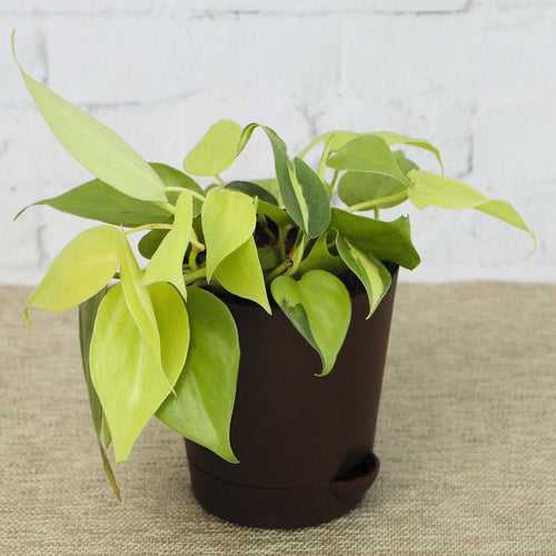 Philodendron hederaceum