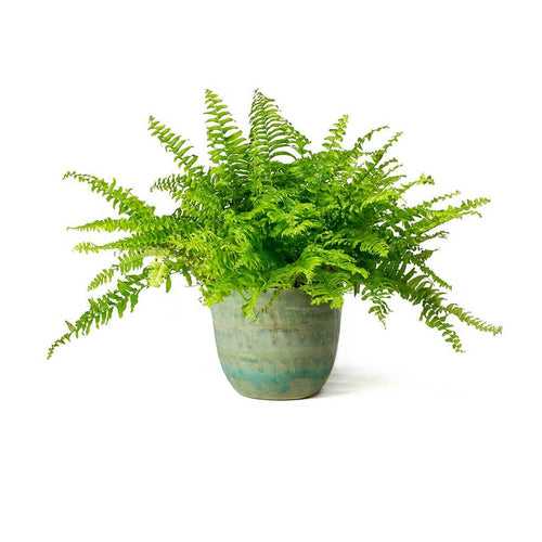 fern