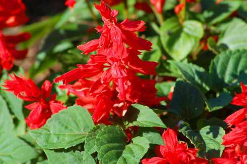 salvias dwarf red seeds