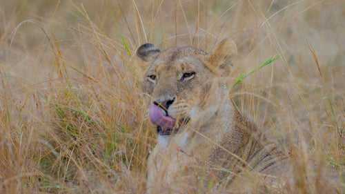 Lioness in Grass