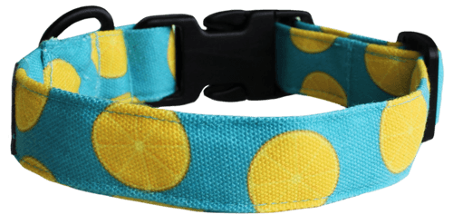 Dog Collar Neck Belt - Citrus Punch