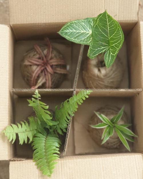 Kokedama Balls Box of 4