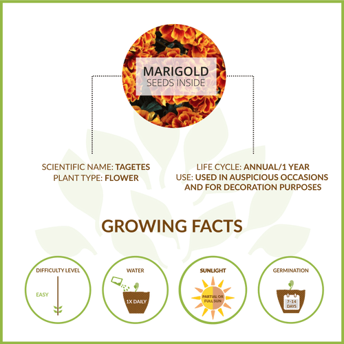 MARIGOLD LARGE GIY KIT