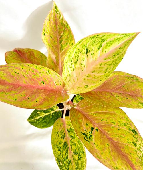 Aglaonema Lynam Tok