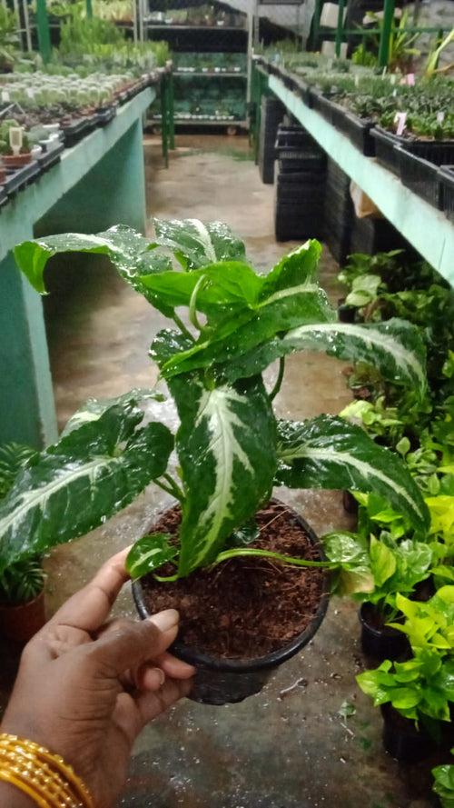 Syngonium Dark Green