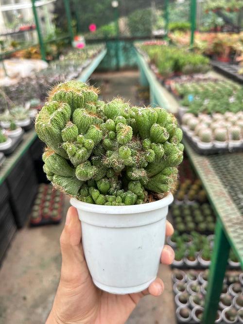 Cacti Cereus repandus Petra (Large Size)