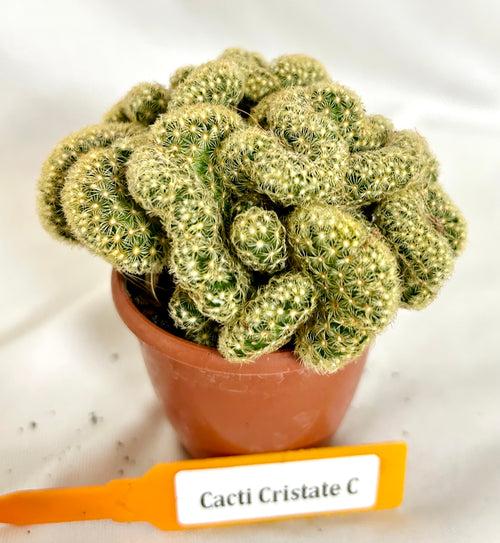 CactI Mammillaria Elongata f. Cristata (Brain Cactus)