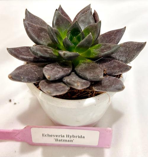 Echeveria Hybrida 'Batman'