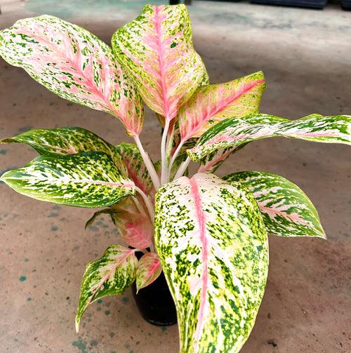 Aglaonema Peacock