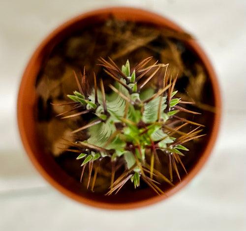 Euphorbia Confinalis Spp. Rhodesica