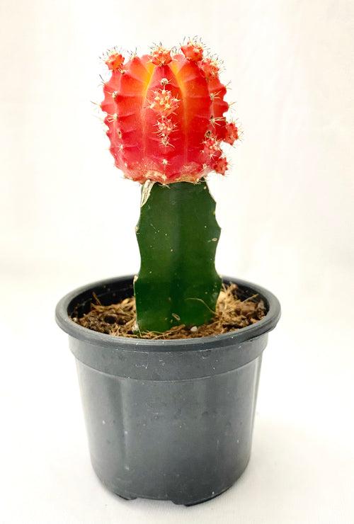 Gymnocalycium Grafted Moon Cactus Orange