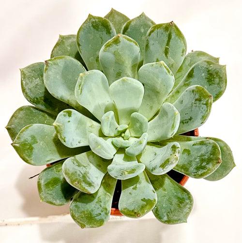 Echeveria Elegans 'Blue' (Big)