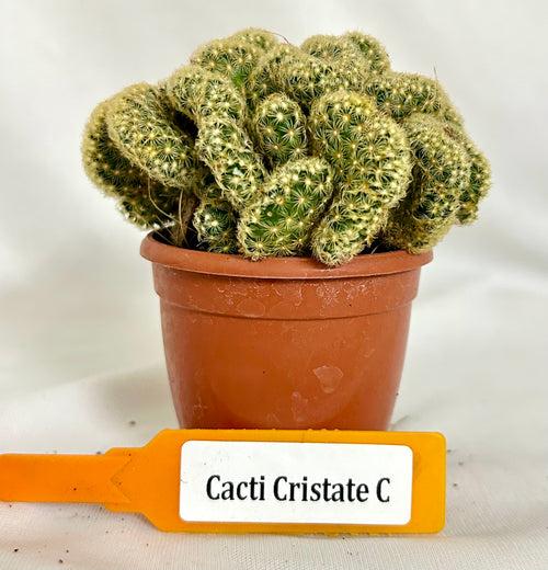 CactI Mammillaria Elongata f. Cristata (Brain Cactus)