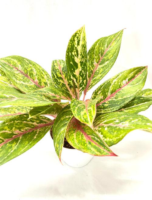 Aglaonema Pinkstem