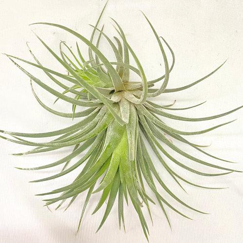 Air Plant - Tillandsia Iontha