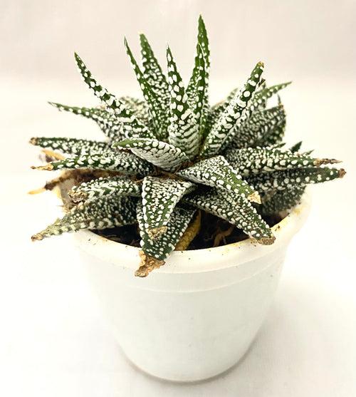 Haworthia Attenuata Snowy