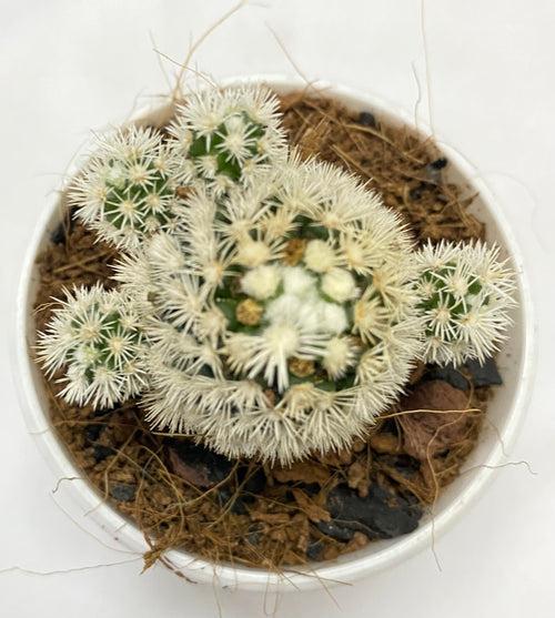 Cacti Mammilaria Vetula Arizona Snowcap