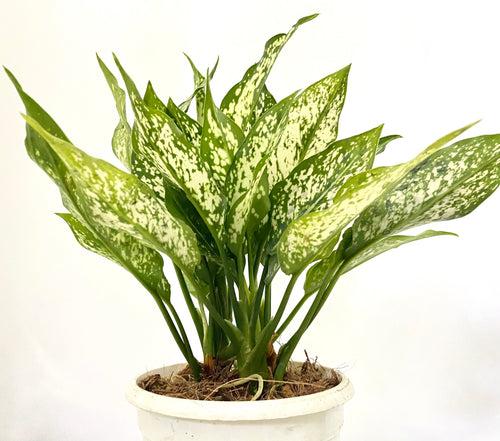 Aglaonema Snowwhite (Multishoot)