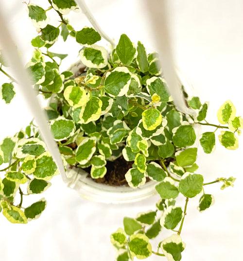 Hanging - Ficus Pumila Variagated