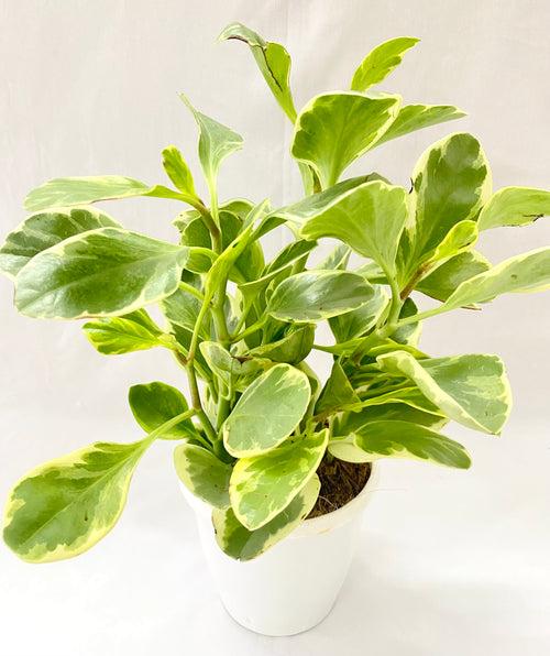 Peperomia Variagated