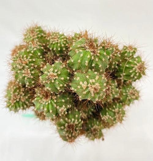 Cacti Cereus Montrose
