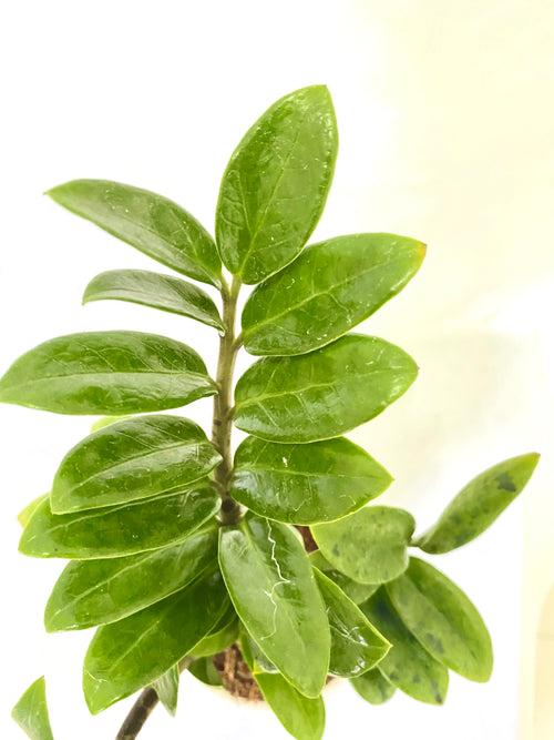 Zamia Zenzi