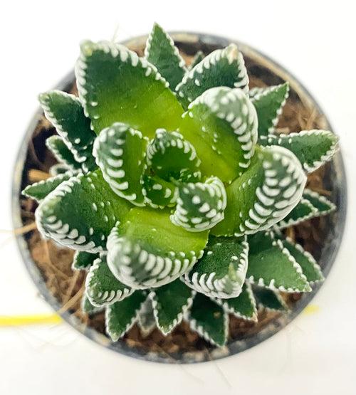 Haworthia coarctata 'Tropica'