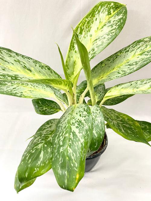 Aglaonema (Commutatum) Pearl