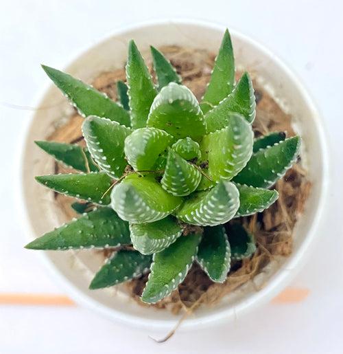 Haworthia coarctata 'Lemon Green'