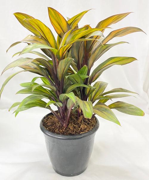 Cordyline Mini Orange