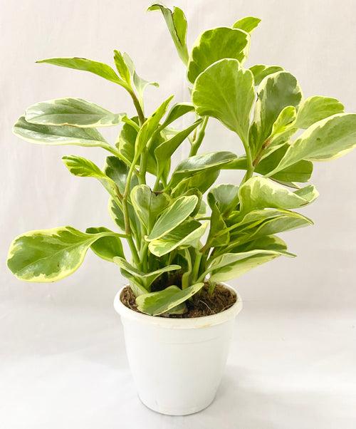 Peperomia Variagated