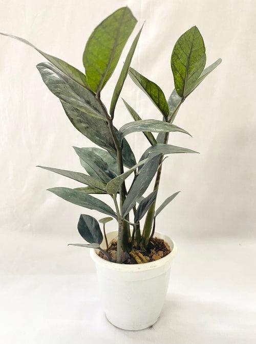 Zamia Raven Black