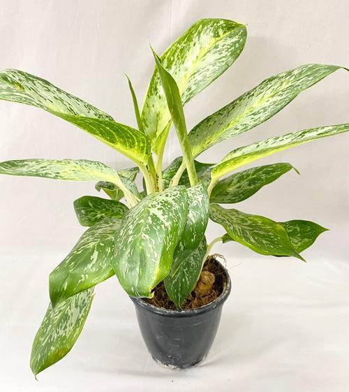 Aglaonema (Commutatum) Pearl