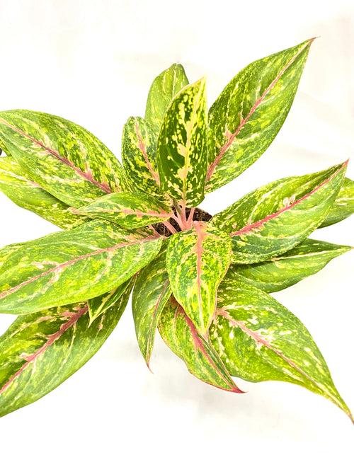 Aglaonema Pinkstem