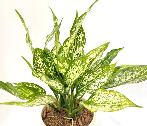 Aglaonema Snowwhite (Multishoot)