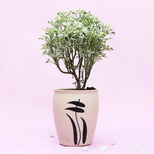 Aralia Variegated In White Designer Pot