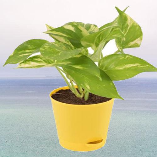 Money Plant Variegated