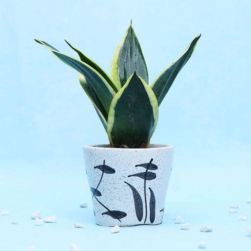 A Pretty Plant In Classy white Pot