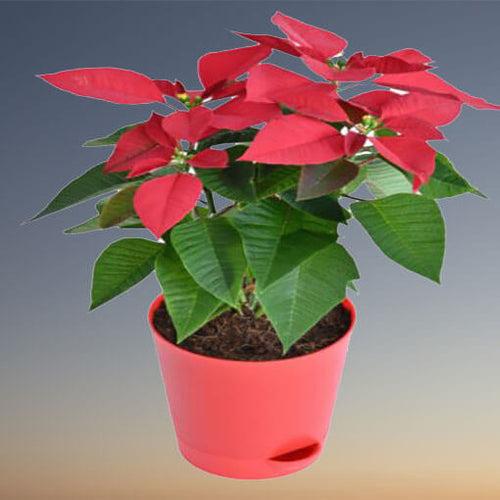 Poinsettia Plant