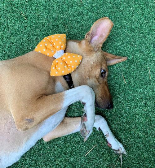 Dog Bow Tie: Sunshine Polka Dot Pet Bow Tie