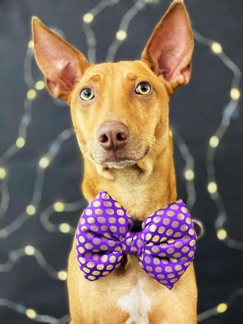 Bow Tie for Pets: Traditional Dog Bow Tie for Diwali, Festivals, Weddings (Purple)