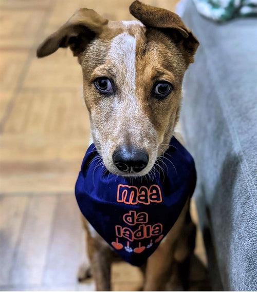 Dog Bandana: Maa da Ladla Bandana for Pets (Blue)