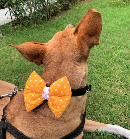 Dog Bow Tie: Sunshine Polka Dot Pet Bow Tie