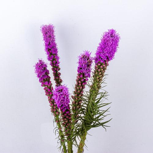 Liatris