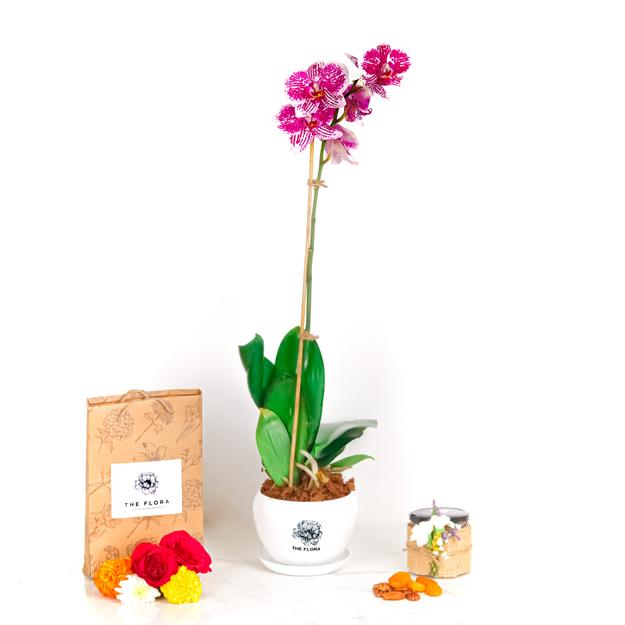 Potted Radiance (Orchids with Puja flowers, Dried Apricots & Pecan nuts)