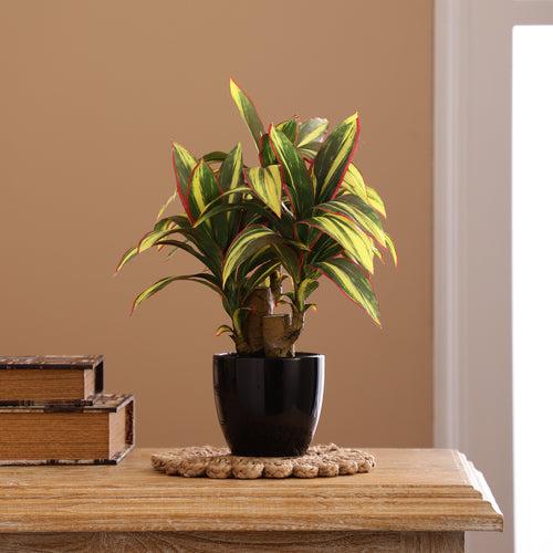 Dracaena Bonsai Ceramic Potted Plant