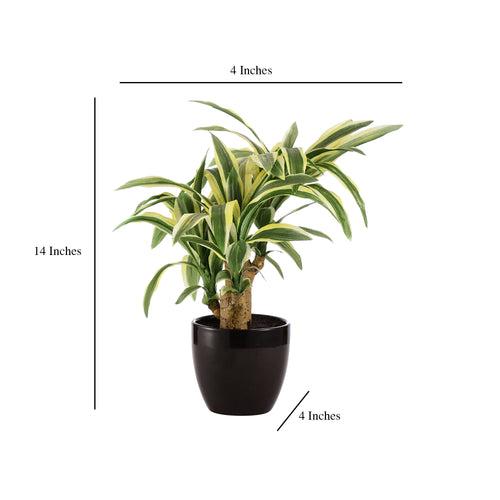 White Stripe Dracaena Bonsai Ceramic Potted Plant