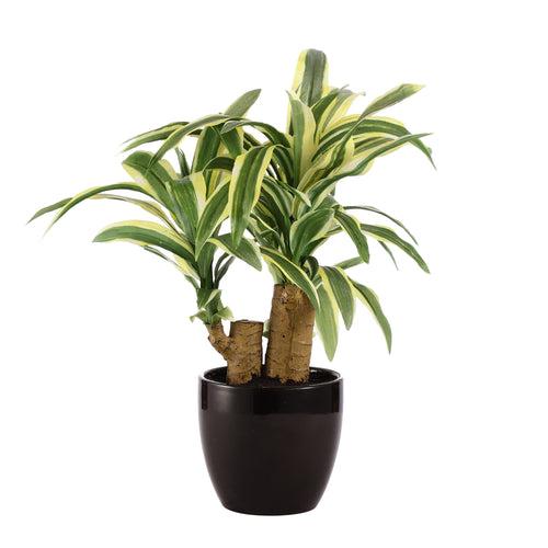 White Stripe Dracaena Bonsai Ceramic Potted Plant