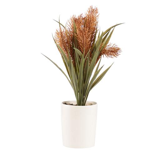 Sunkissed Yucca Pampas Bonsai Ceramic Potted Plant